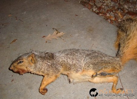 Горкото животинче