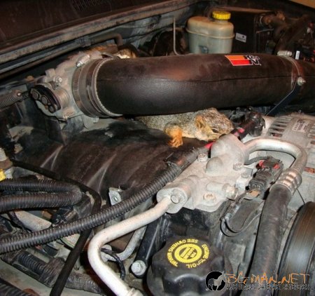 Горкото животинче