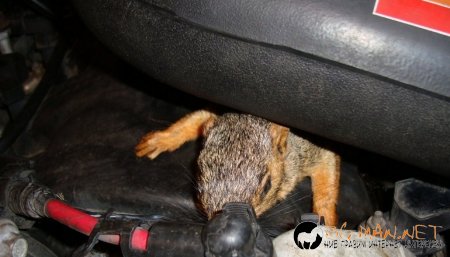 Горкото животинче