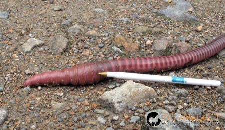 Дъждовен червей