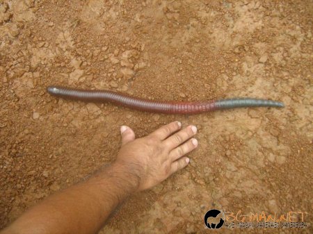 Дъждовен червей