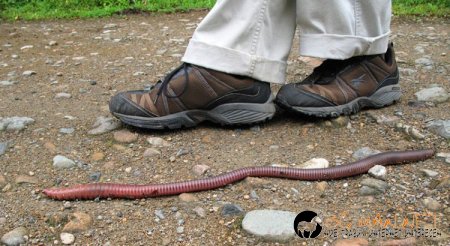 Дъждовен червей