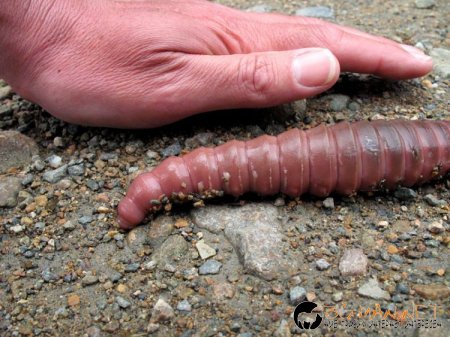 Дъждовен червей