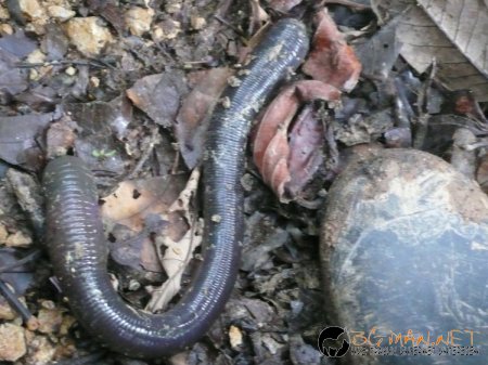 Дъждовен червей