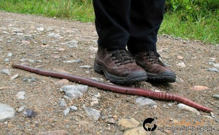 Дъждовен червей