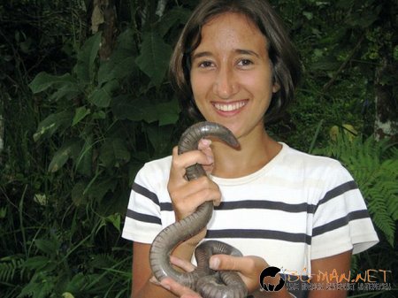 Дъждовен червей