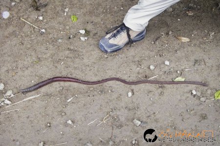 Дъждовен червей