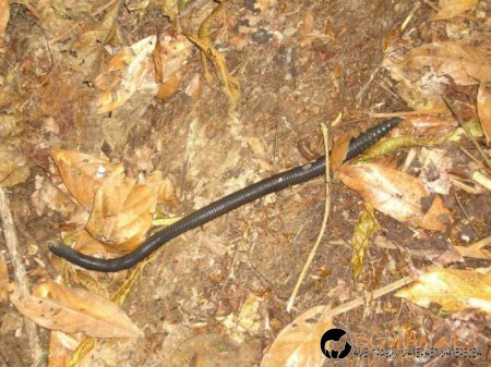 Дъждовен червей