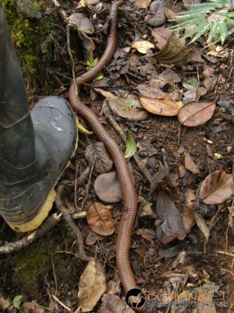 Дъждовен червей