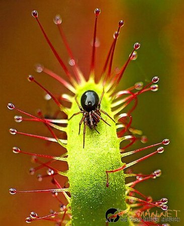 Месоядни цветя