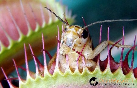 Месоядни цветя