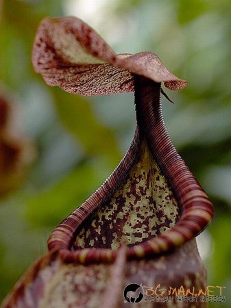 Месоядни цветя