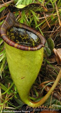 Месоядни цветя