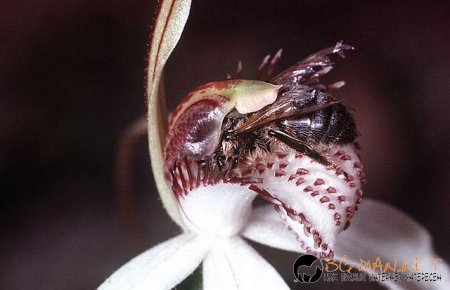 Месоядни цветя