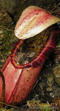 Месоядни цветя