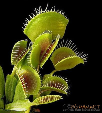 Месоядни цветя