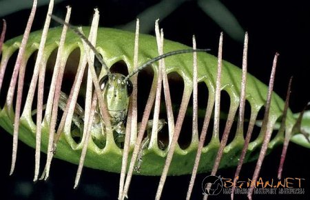 Месоядни цветя