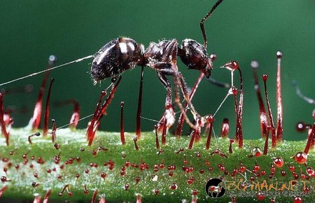 Месоядни цветя