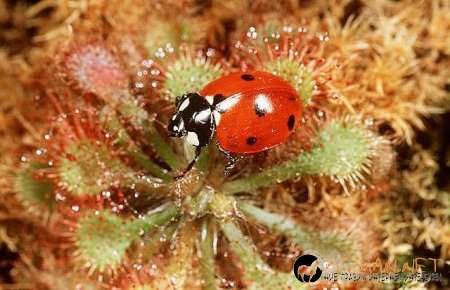 Месоядни цветя