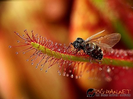 Месоядни цветя