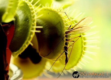 Месоядни цветя