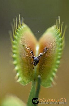 Месоядни цветя