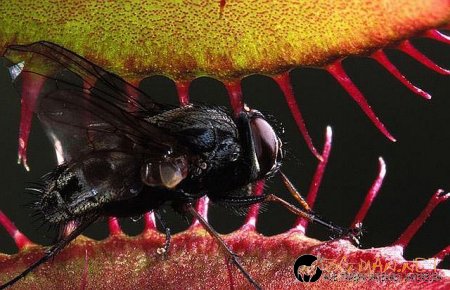 Месоядни цветя