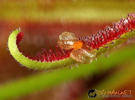 Месоядни цветя