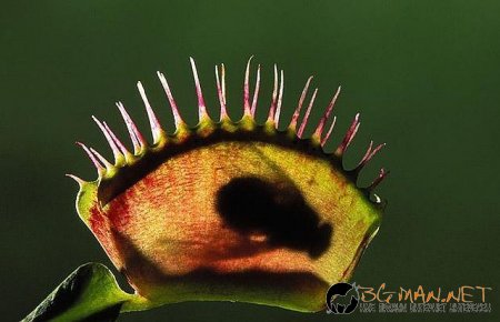 Месоядни цветя