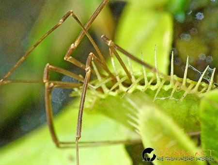 Месоядни цветя