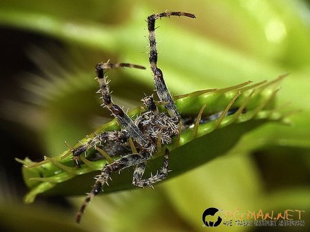 Месоядни цветя