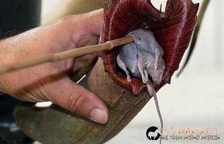 Месоядни цветя