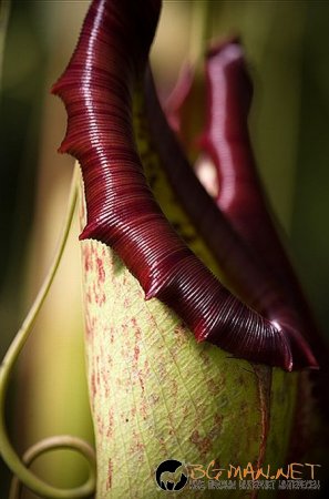 Месоядни цветя