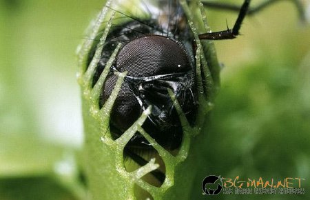 Месоядни цветя