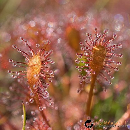 Месоядни цветя