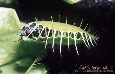 Месоядни цветя