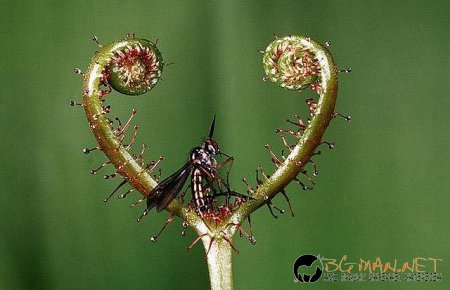 Месоядни цветя