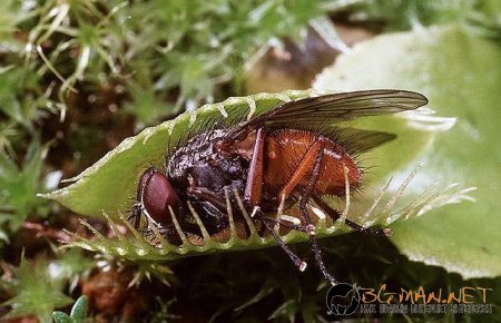 Месоядни цветя