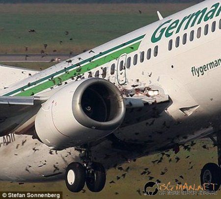 Птици срещу самолет