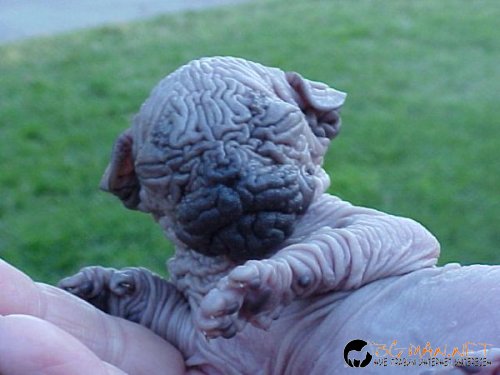 какво е това животно?