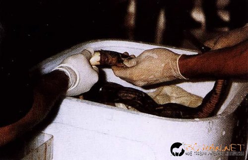 Нарко-контрабандисти