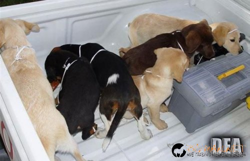 Нарко-контрабандисти