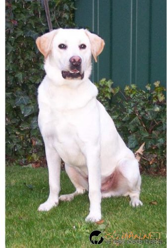 Нарко-контрабандисти