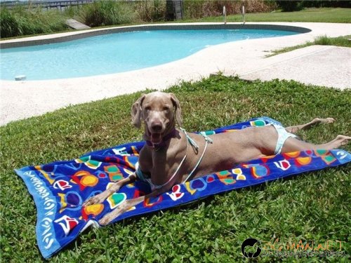 Странна "девойка"