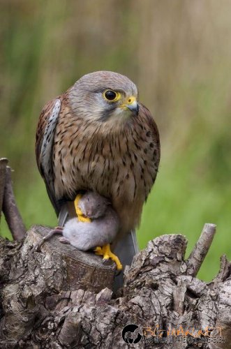 Топ фотосите за днес