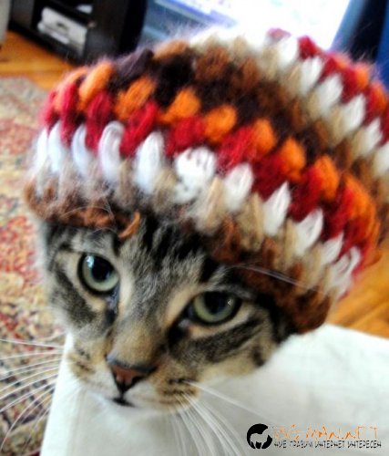 Топ фотосите за днес