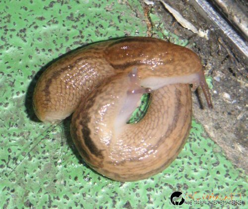 Супер снимките днес