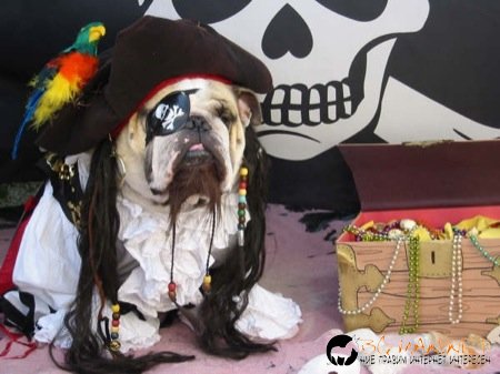 Кучета в дрехи