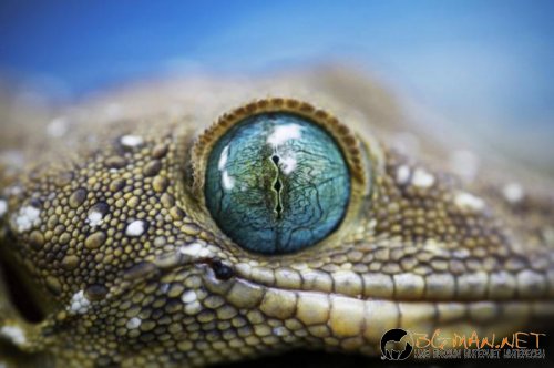 Очите в природата