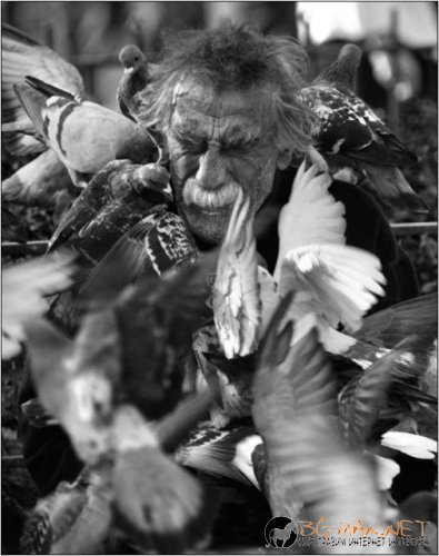 Птича напаст